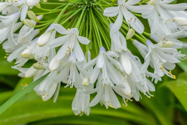 Fiori bianchi — Foto Stock