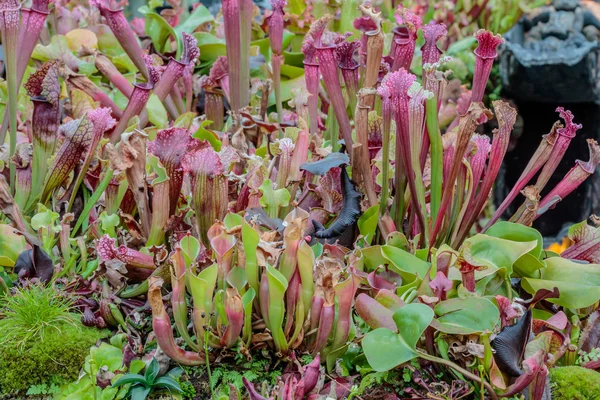 Nepenthes —  Fotos de Stock