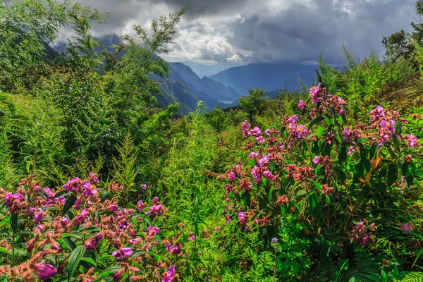 Flowers vietnam — Stock Photo, Image