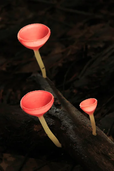 Setas rojas — Foto de Stock