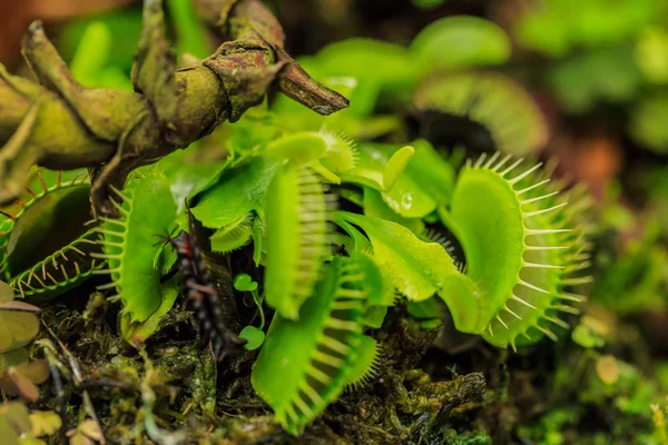 De Venus Flytrap — Stockfoto