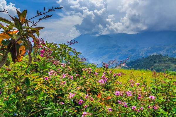 Flowers vietnam — Stock Photo, Image