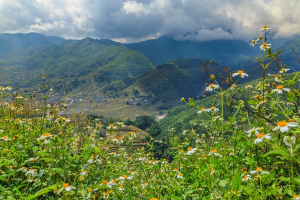 Flowers vietnam — Stock Photo, Image