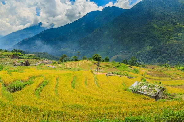 Terraços de arroz Imagens Royalty-Free