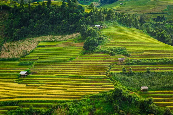 Terraços de arroz vale vietnam — Fotografia de Stock