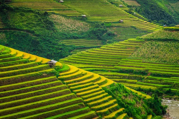 Ris terrasser Valley Vietnam — Stockfoto