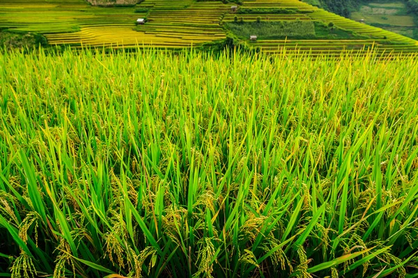 Ris terrasser Valley Vietnam — Stockfoto