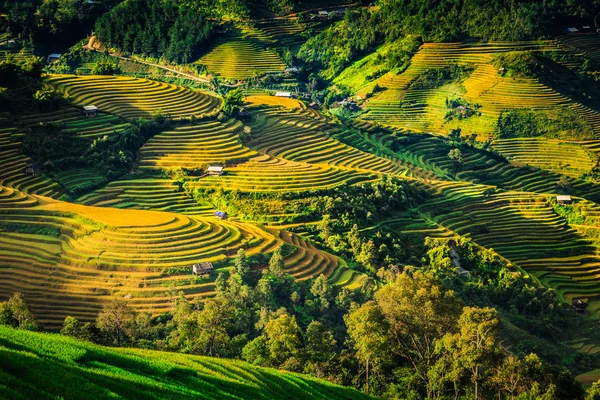 Rice terraces — Stock Photo, Image