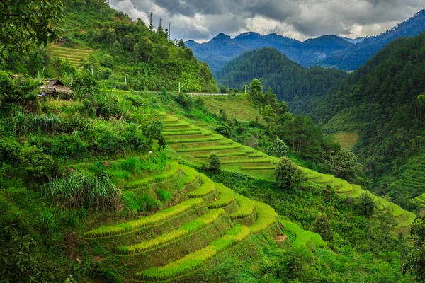 Terrazas de arroz — Foto de Stock