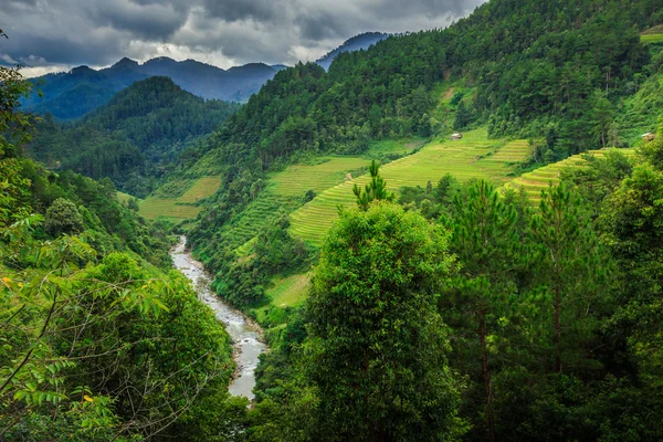 Rice terraces — Stock Photo, Image