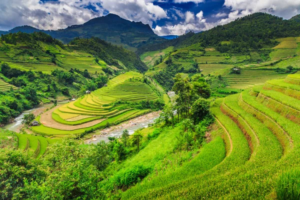 Terrasses de riz — Photo