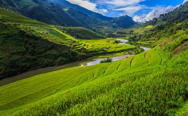 Terrazas de arroz — Foto de Stock