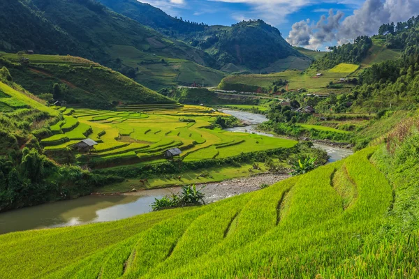 Pirinç terasları — Stok fotoğraf