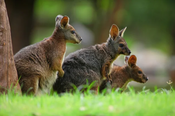 D kanguru — Stok fotoğraf