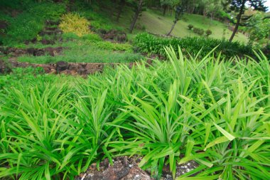 birçok yeşil ağaç