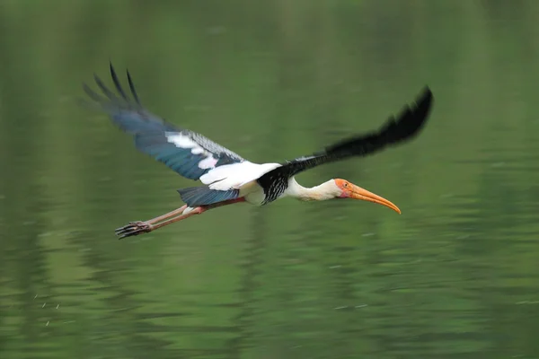 A bela Egret — Fotografia de Stock