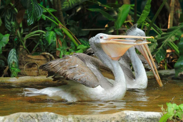Krásné pelikánů — Stock fotografie