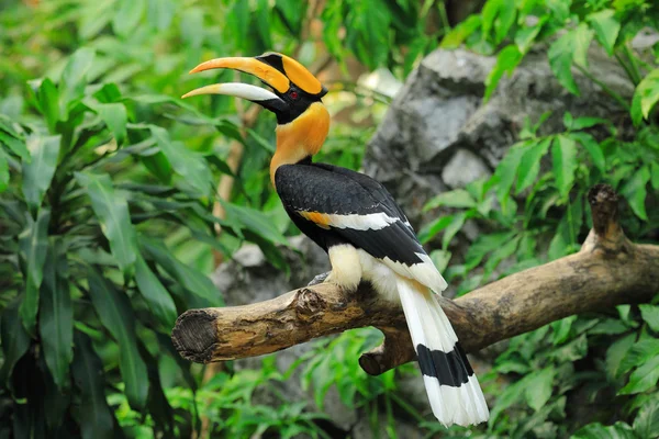 De prachtige neushoornvogel — Stockfoto