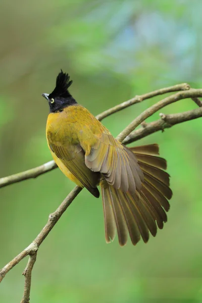 Bulbul krásný pták — Stock fotografie