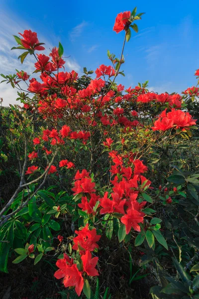 I fiori rossi — Foto Stock