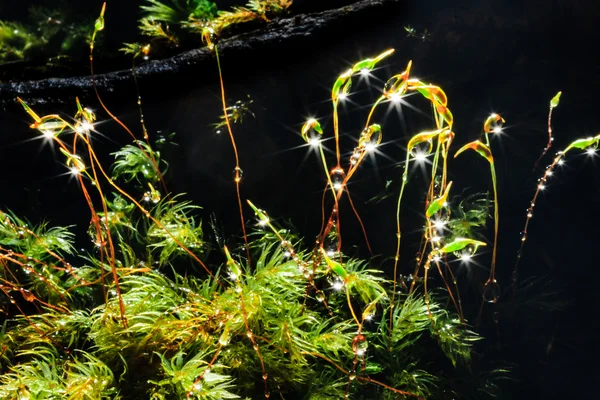 Die Makroblumen — Stockfoto