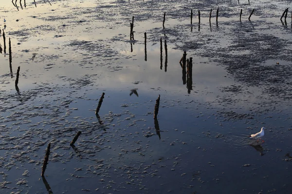 De massa van de vogels — Stockfoto