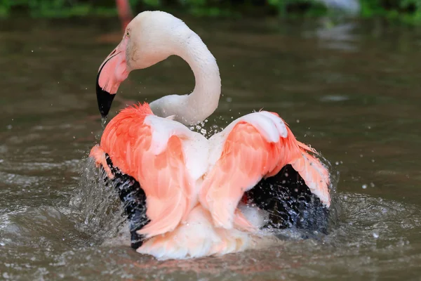 Der schöne Flamingo — Stockfoto