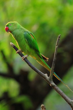 Yeşil papağan