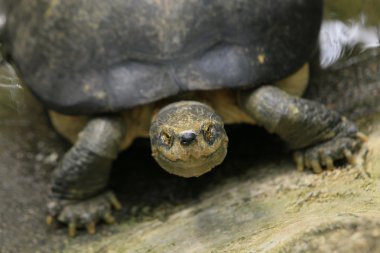 Güzel kaplumbağalar