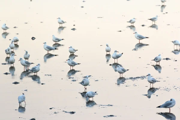 The many seagull — Stock Photo, Image