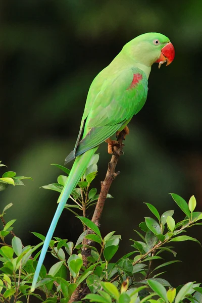 Der grüne Papagei — Stockfoto