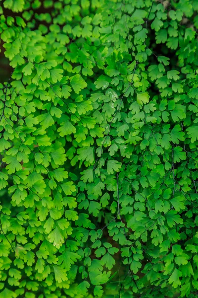 Het groene blad — Stockfoto