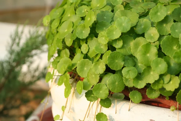 La hoja verde — Foto de Stock