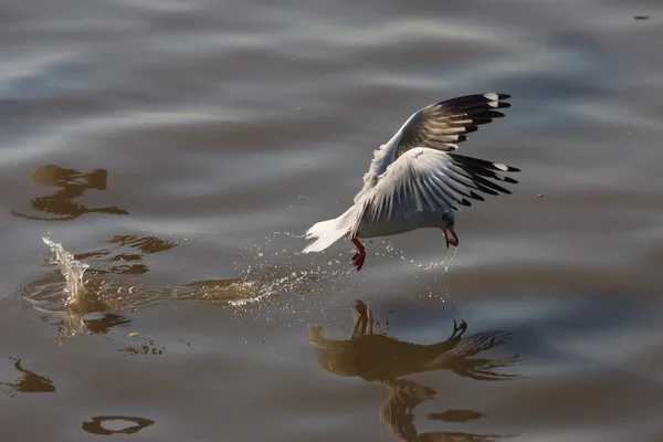 Prachtige vogels massa 's — Stockfoto