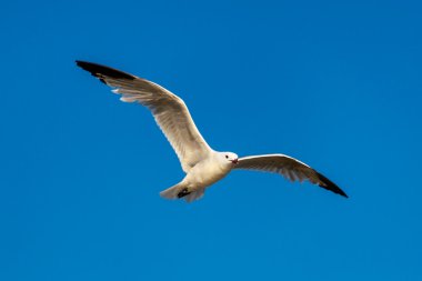 Mavi gökyüzü üzerinde uçuş tek martı