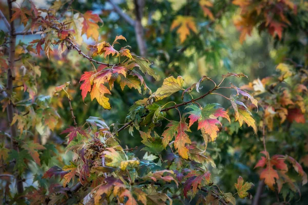 Colorful deciduous oak tree in autumn, oak tree foliage changes color during leaf fall, beautiful autumn nature at the beginning of autumn in the oak grove