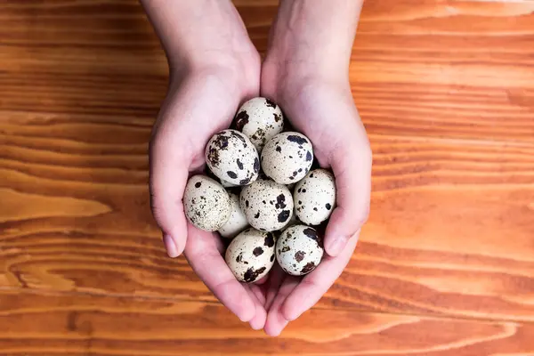 Childs Mãos Segurando Pequenos Ovos Codorna Closeup Detalhado Ovos Codorna — Fotografia de Stock