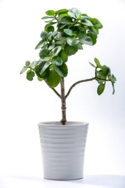 Yeşil Kalanchoe çiçek saksısında çiçek açan ağaç beyaz arka planda. Kalanchoe Çiçekçilik şubesi.
