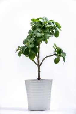 Yeşil Kalanchoe çiçek saksısında çiçek açan ağaç beyaz arka planda. Kalanchoe Çiçekçilik şubesi.
