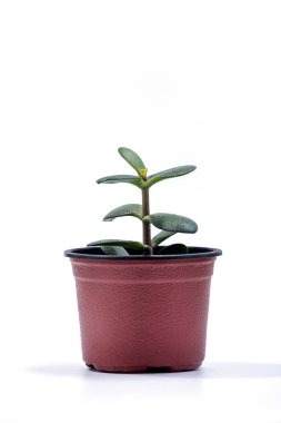 Beyaz arka planda yabani domuzlar ya da çiçek saksısında Crassula ovata ağacı. Crassula şubesi ve yaprakları yakın plan