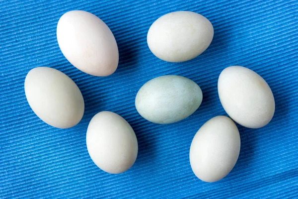 Frische Enteneier Sammeln Sich Aus Landwirtschaftlichen Produkten Natürlich Auf Blauem — Stockfoto