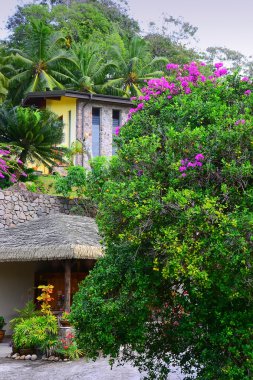 Seyşel Adaları üzerinde renkli çiçekler