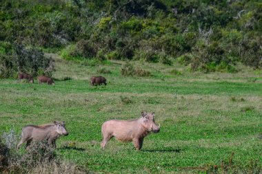 Warthog Kruger Milli Parkı'nda-Güney Afrika