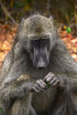 Maymun maymunu Kruger National park - Güney Afrika