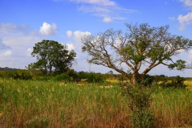 Güney Afrika Kruger Ulusal Parkı 'ndaki Afrika manzarası