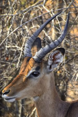 Kruger - Güney Afrika Impala üzerinden Ulusal Parkı
