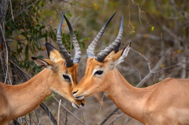 Kruger - Güney Afrika Impala üzerinden Ulusal Parkı