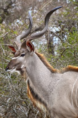 Kudu Kruger ulusal park - Güney Afrika