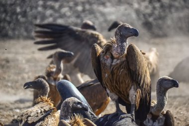 Akbabalar Kruger National park - Güney Afrika