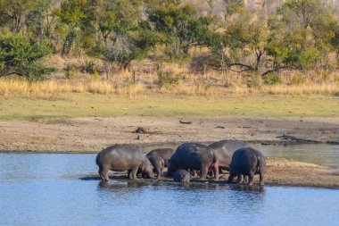 Su aygırı Kruger National park - Güney Afrika